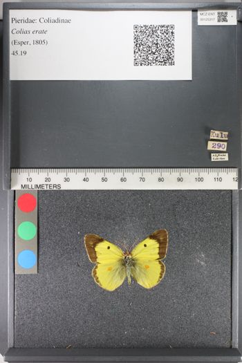 Media type: image;   Entomology 125317